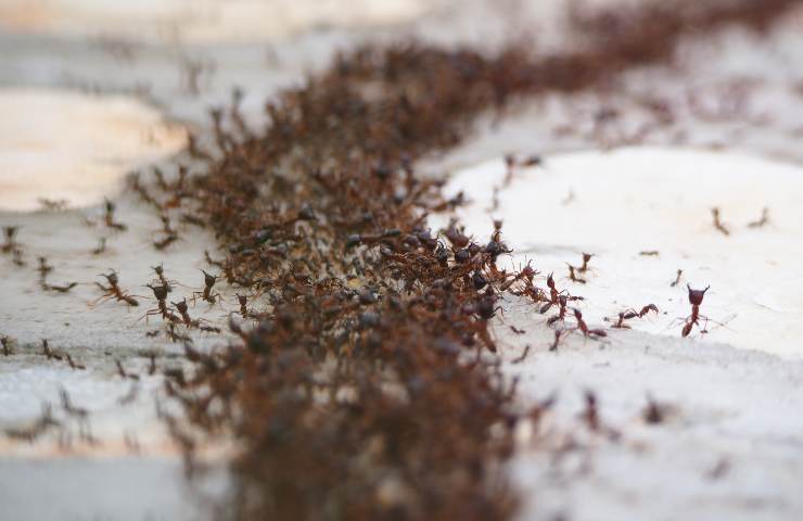 formiche in casa