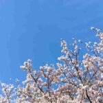 Albero in fiore a primavera